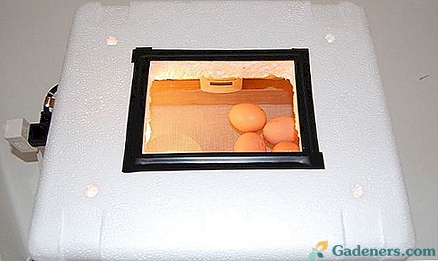 Kako narediti inkubator za odvzem piščancev z lastnimi rokami