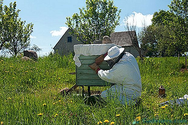 Kā pavairot bišu pavasarī: video un metožu apraksts