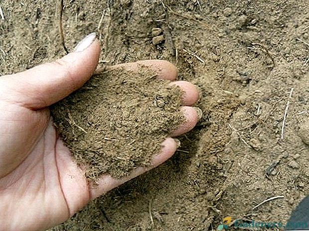 Kaip padaryti smėlio dirvožemį tinkamą sodo ir sodininkystės kultūrų auginimui?