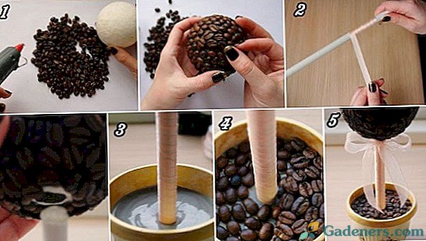 Jak vyrobit topiary s vlastními rukama: kávový strom štěstí