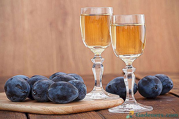 Kako napraviti ukusno šljivovino vino: faze, opis, fotografija