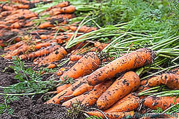 Як сіяти моркву: відео, поради, рекомендації