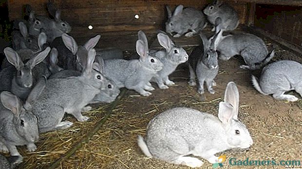 Ako udržať králiky: bunky a slobodné chov