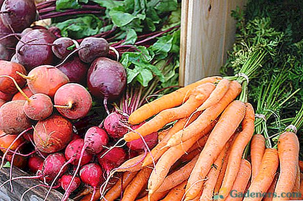 Ako zachrániť mrkvu a repu na zimu