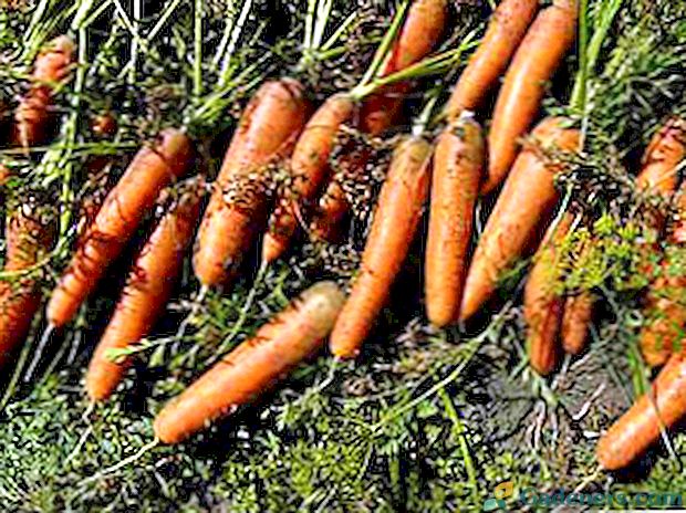 Kaip išsaugoti morkas