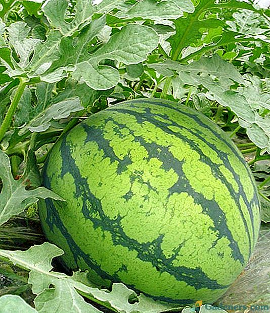 Ako udržať čerstvý a chutný melón pred Novým rokom?