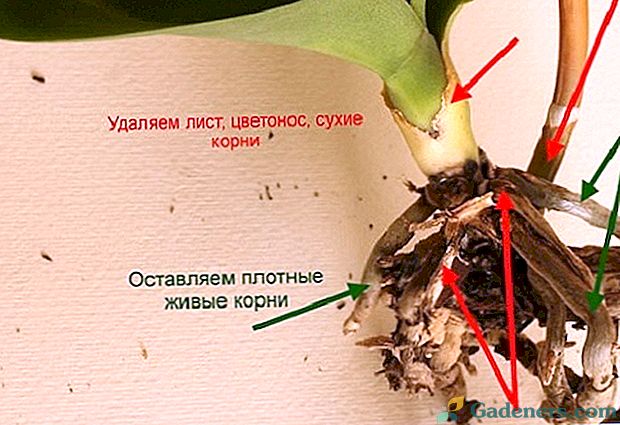 Kako spasiti orhideja: reanimaciju biljke s trulim korijenima