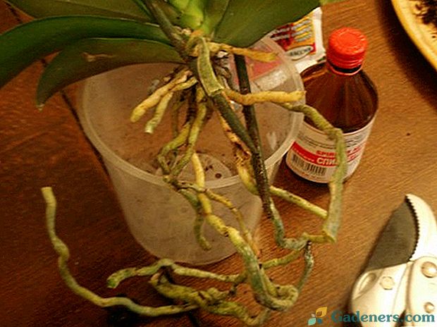 Орхидея в горшке желтеют листья. Обстригаем корни орхидеи. Сгнили корни у орхидеи. Орхидея фаленопсис сгнили корни. Реанимация орхидеи с гнилыми корнями.