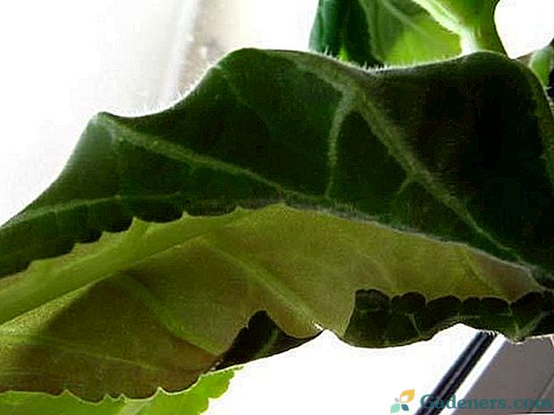 Як уберегти глоксинію від скручування листя?