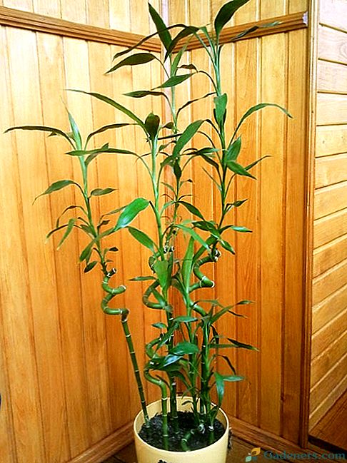 Kako skrbeti za rast bambusa v vodi in v tleh