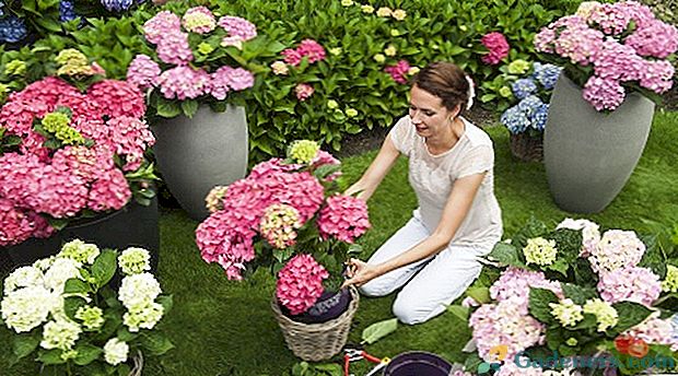Kā rūpēties par hortenziju: dārzu un istabas augu īpašības