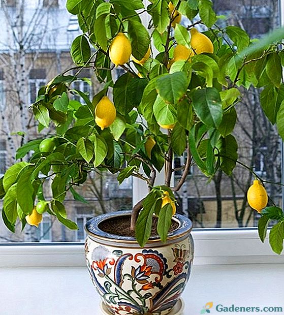Как да се грижим за лимон, така че да носи плод у дома