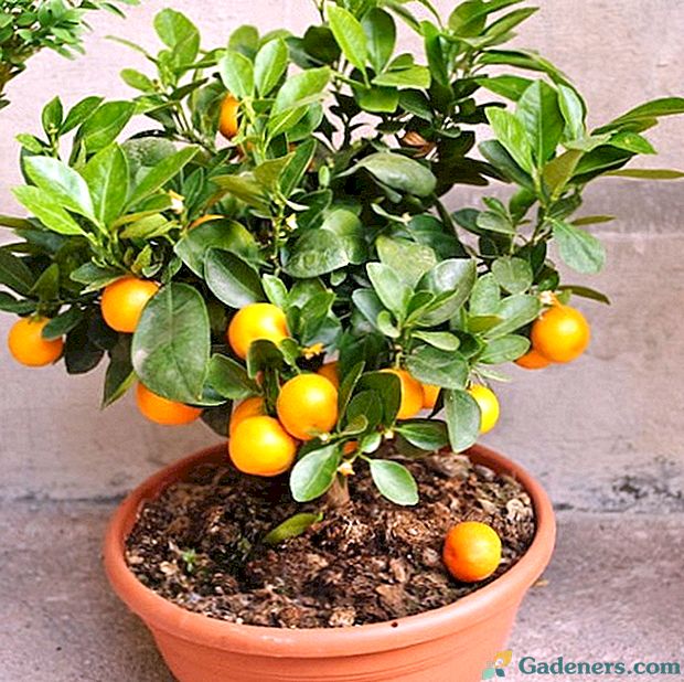 Kako se brinuti za stablo mandarina?