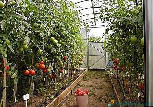 Kaip rūpintis pomidorais šiltnamyje?