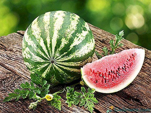 Ako si vybrať melón bez dusičnanov v obchode?