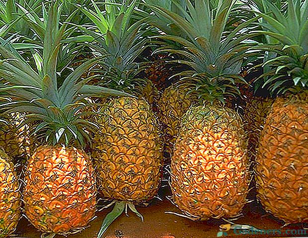 Как да изберем и да запазим пресен ананас