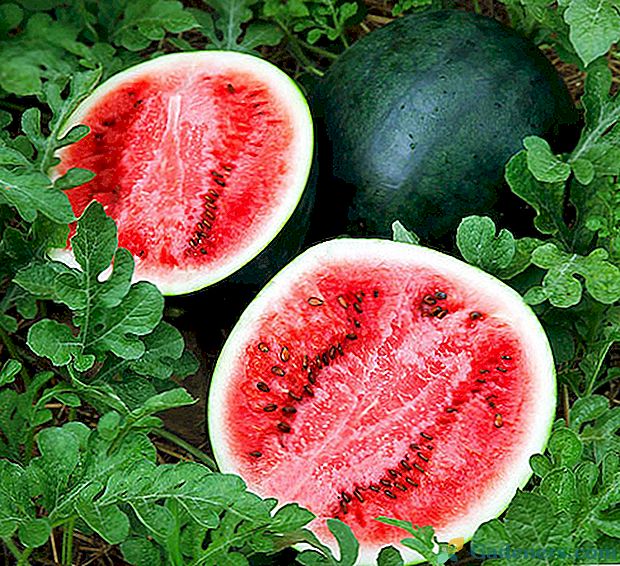 Kaip pasirinkti prinokusį, sultingą ir saldus arbūzą?