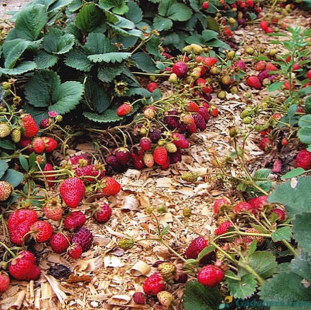 Jak pěstovat jahody: populární způsoby