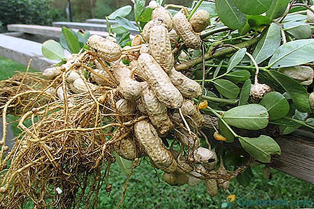 Ako pestovať arašidy vo svojom vidieckom dome