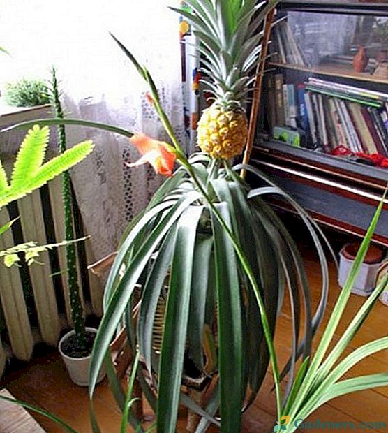Kaip auginti kvapnius skanius ananasus namuose