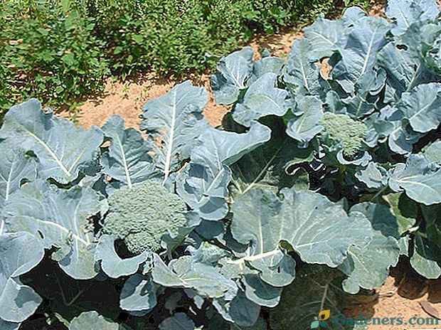 Kā audzēt brokoļu stādi un bez sēklām