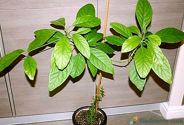 Як виростити дерево авокадо в домашніх умовах з кісточки