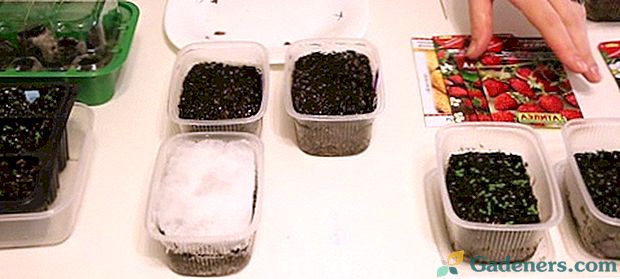 Jak pěstovat jahody ze semen: kdy a jak zasít, jak připravit semena