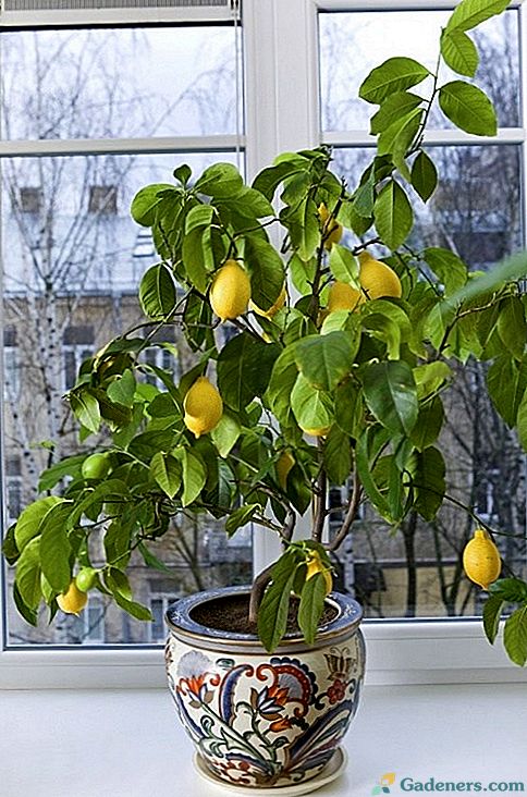 Jak pěstovat citron doma - pokoj citrus ze sazenic a kostí