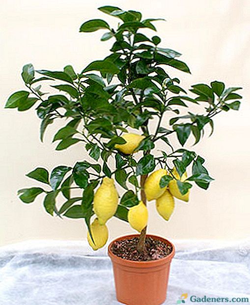 Kā augt citronu no akmens mājās