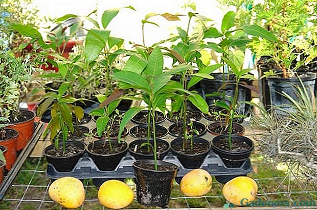 Як виростити манго з кісточки: вибір, пророщування і посадка