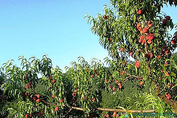 Kaip auginti persikų medį ir gauti puikus derlių