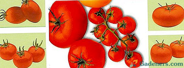 Jak pěstovat sazenice rajčat doma?