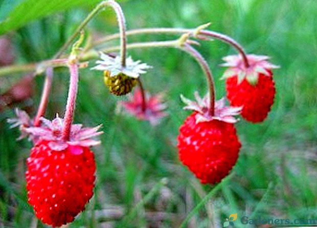 Как да отглеждаме разсад от ягоди от семената?