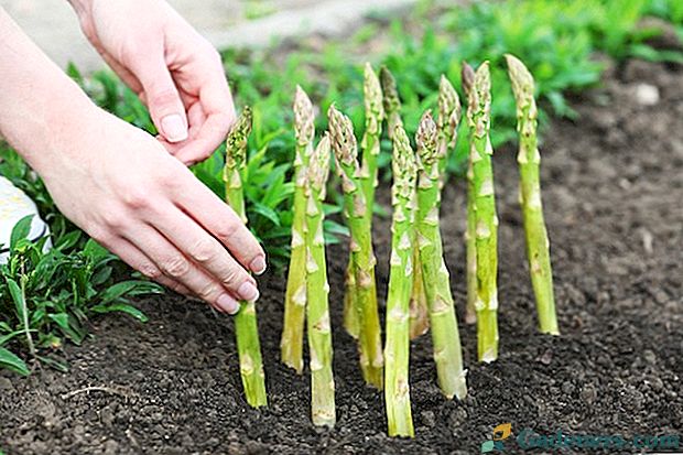 Jak wyhodować szparagi z nasionami, sadzonkami i sadzonkami