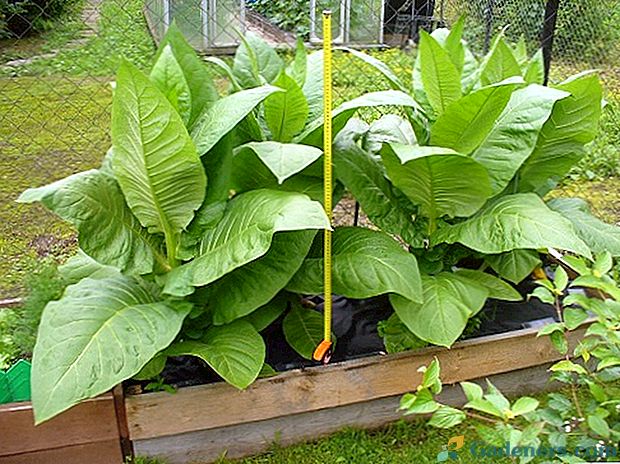 Ako pestovať tabak: podrobnosti o výsadbe a starostlivosti