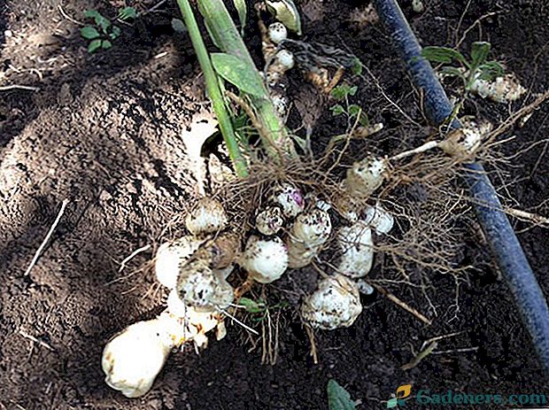 Jak pěstovat topinambur v zemi?