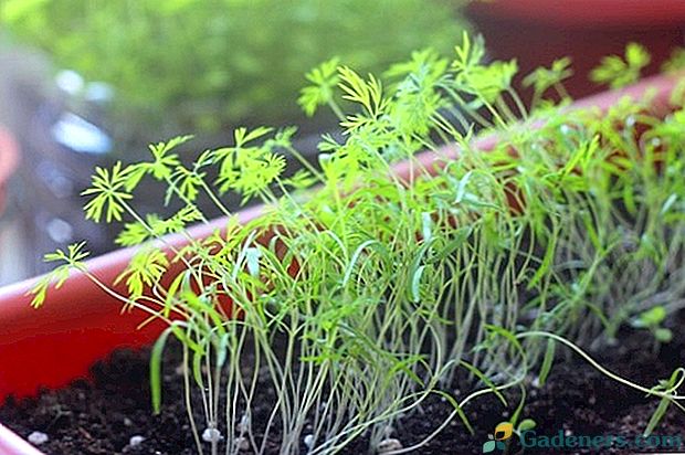 Ako pestovať kôpor na parapete?