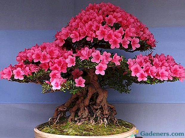 Jak růst doma bonsai Sakura