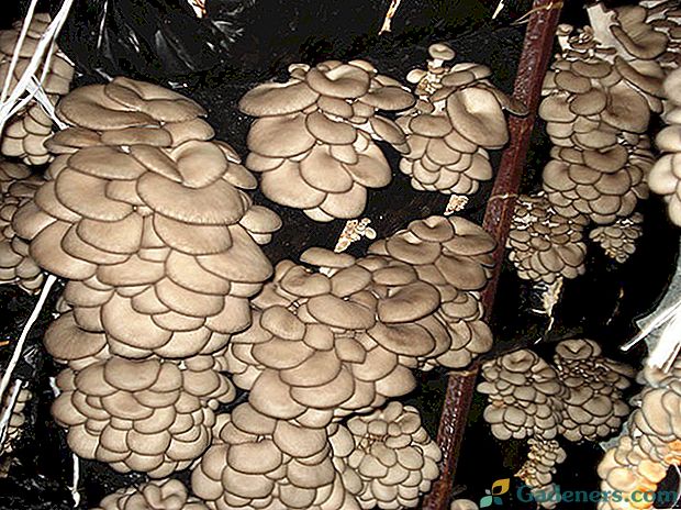 Jak rostou houby ústřice v domácnosti, doporučení a tipy