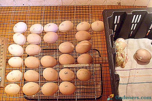 Местоположение яиц. Утиные яйца в инкубаторе. Куриные яйца в инкубаторе. Расположение яиц в инкубаторе.