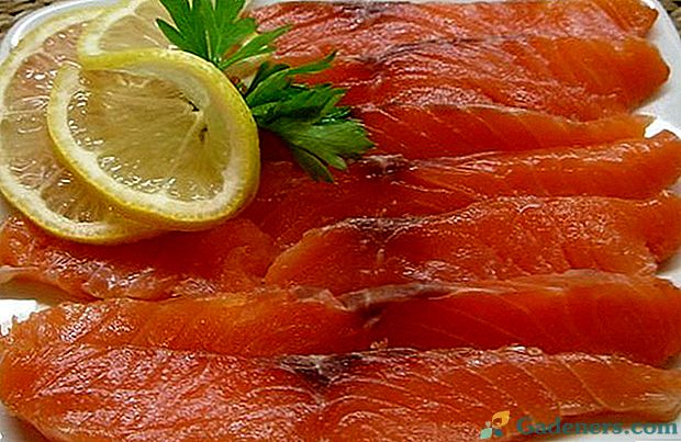 Kako je ukusna i brzo slane ružičaste lososa