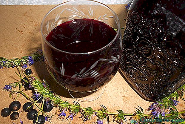 Jak zamykać sok z czarnej aronii na zimę?