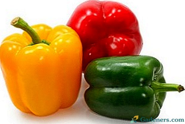 Jaké jsou nejlepší odrůdy papriky pro Sibiř a Ural?