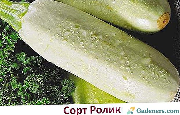 Jaké druhy cukety se rozhodnou pro pěstování v Uralu a Sibiři