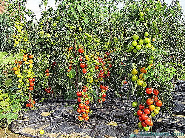 Какви са най-продуктивните сортове домат?