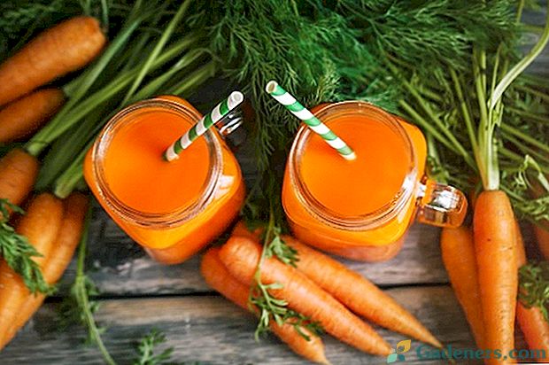 Які вітаміни в моркви і чим вона корисна