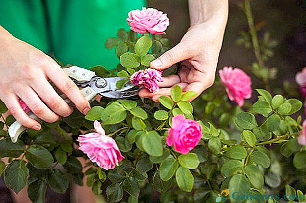 Kādu aprūpi rozes vajag dārzā vasarā?