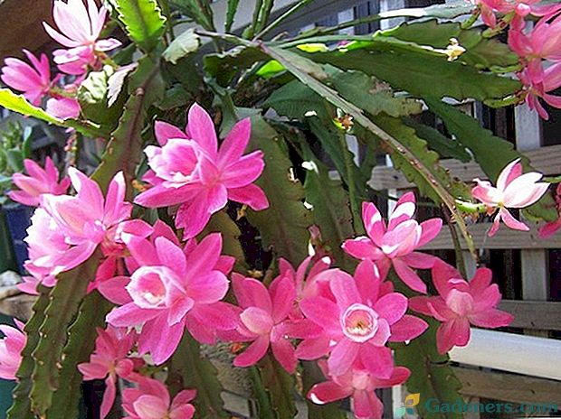Epiphyllum Orchid Cactus: kas tai yra?