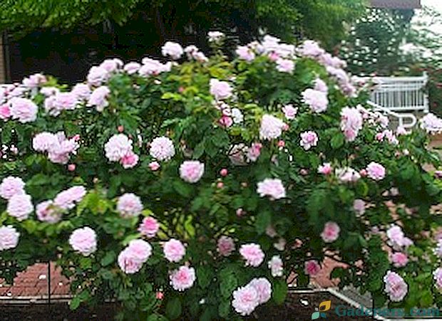 Kanados rožės - nepakartojamos sodo gražuolės