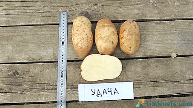 Pomyślne ziemniaki - najlepsza odmiana o wysokiej wydajności